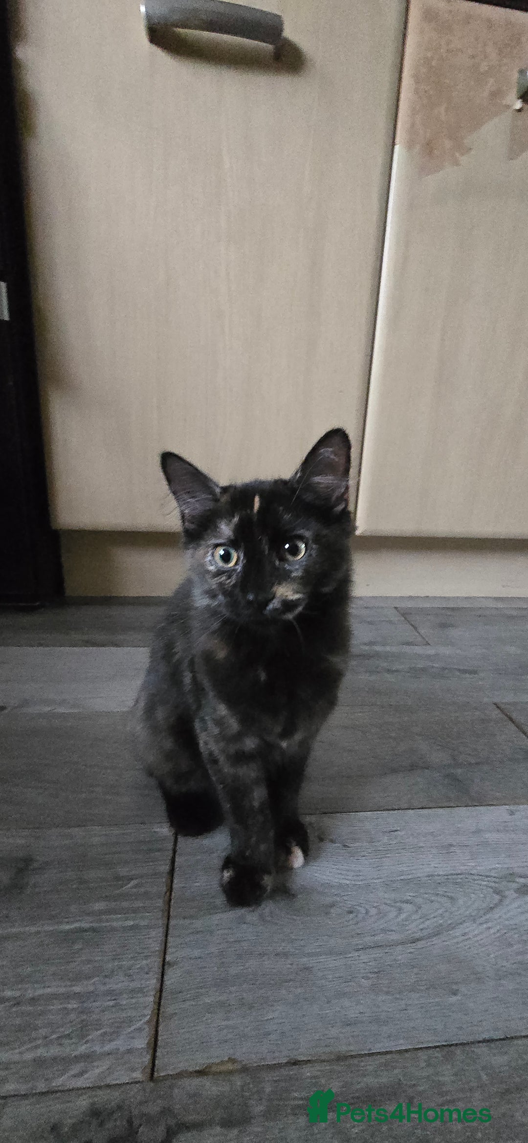 Maine Coon cats for sale: Amazing tortie Mainecoons - Image 35
