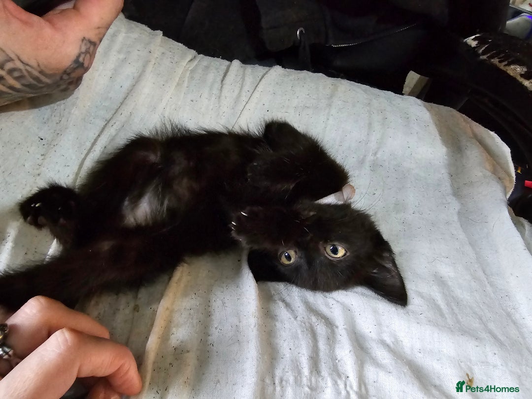 Mixed Breed cats for sale: Adorable black kittens for sale  - Image 34