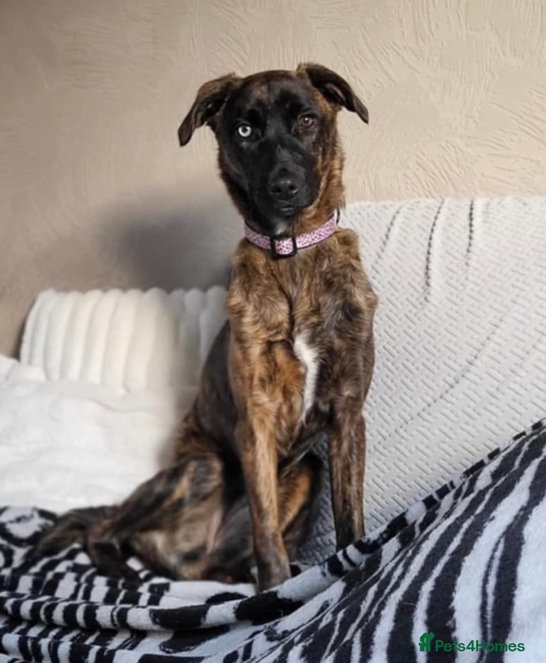 Mixed Breed dogs for sale: 1 year old staffy x husky girl  - Image 2
