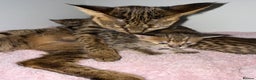 Savannah cats for sale: TICA Reg F3 Savannah Kittens HIGH PERCENTAGE - Advert 7
