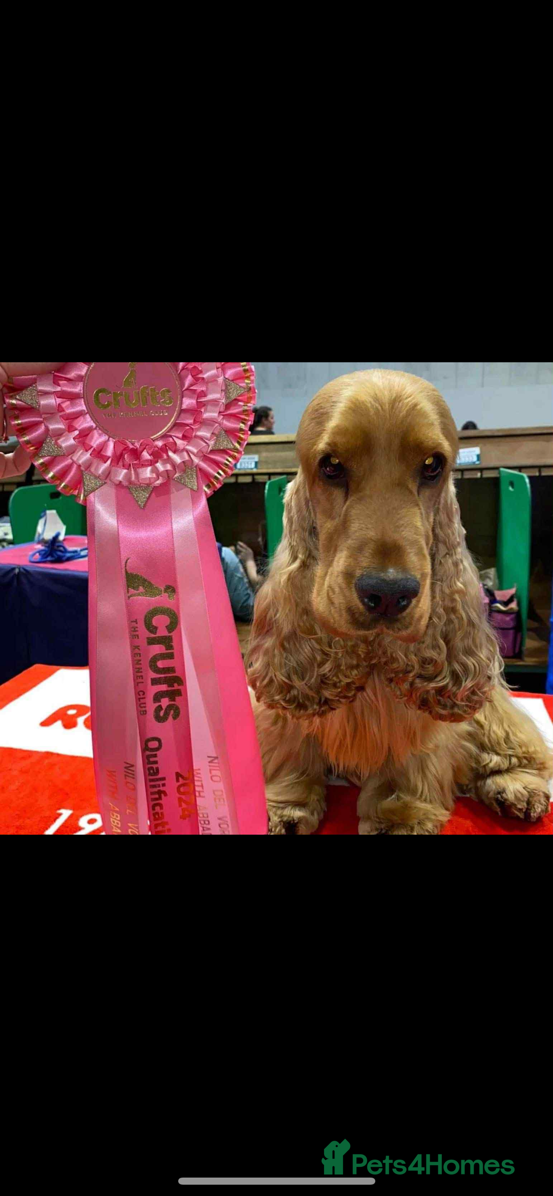 Cocker Spaniel dogs for sale: Litter of show type cocker spaniels  - Image 10