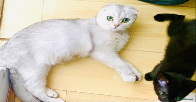 Scottish Fold cats - Advert 16