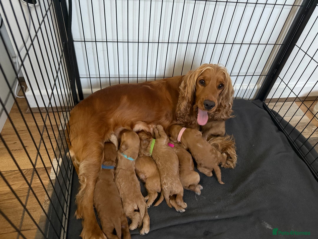 Cockapoo dogs for sale: F1 Cockapoo Puppies  - Image 4