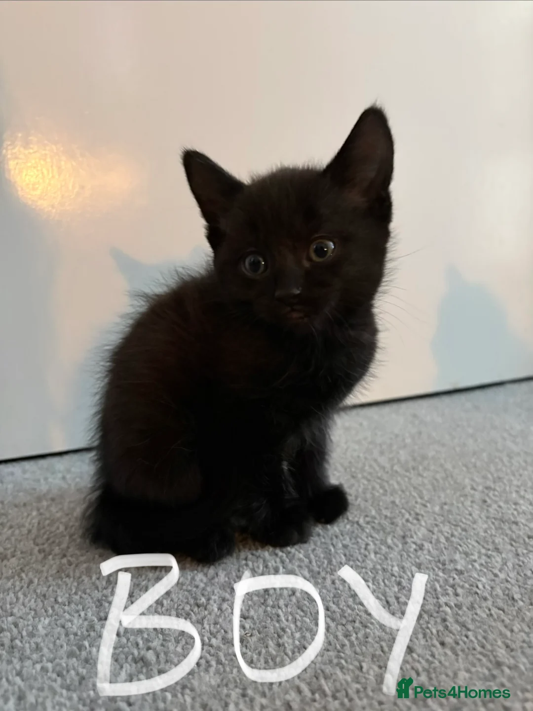 Mixed Breed cats for sale: Beautiful Mixed Breed Kittens - Advert 3