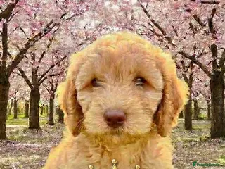 Cockapoo dogs ❤️ DNA TESTED, Last boy Cockapoo pup, Ready Now - Advert 17