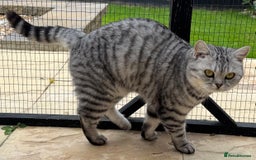 British Shorthair cats for sale: British Shorthair Silver Spotted GCCF Cat - Image 6