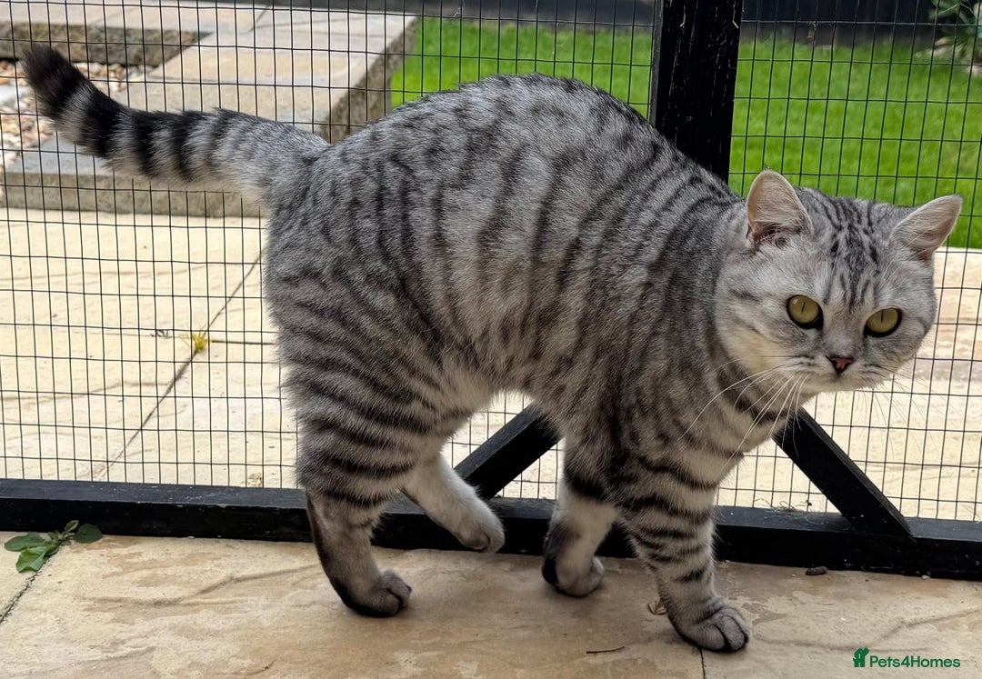 British Shorthair cats for sale: British Shorthair Silver Spotted GCCF Cat - Image 6