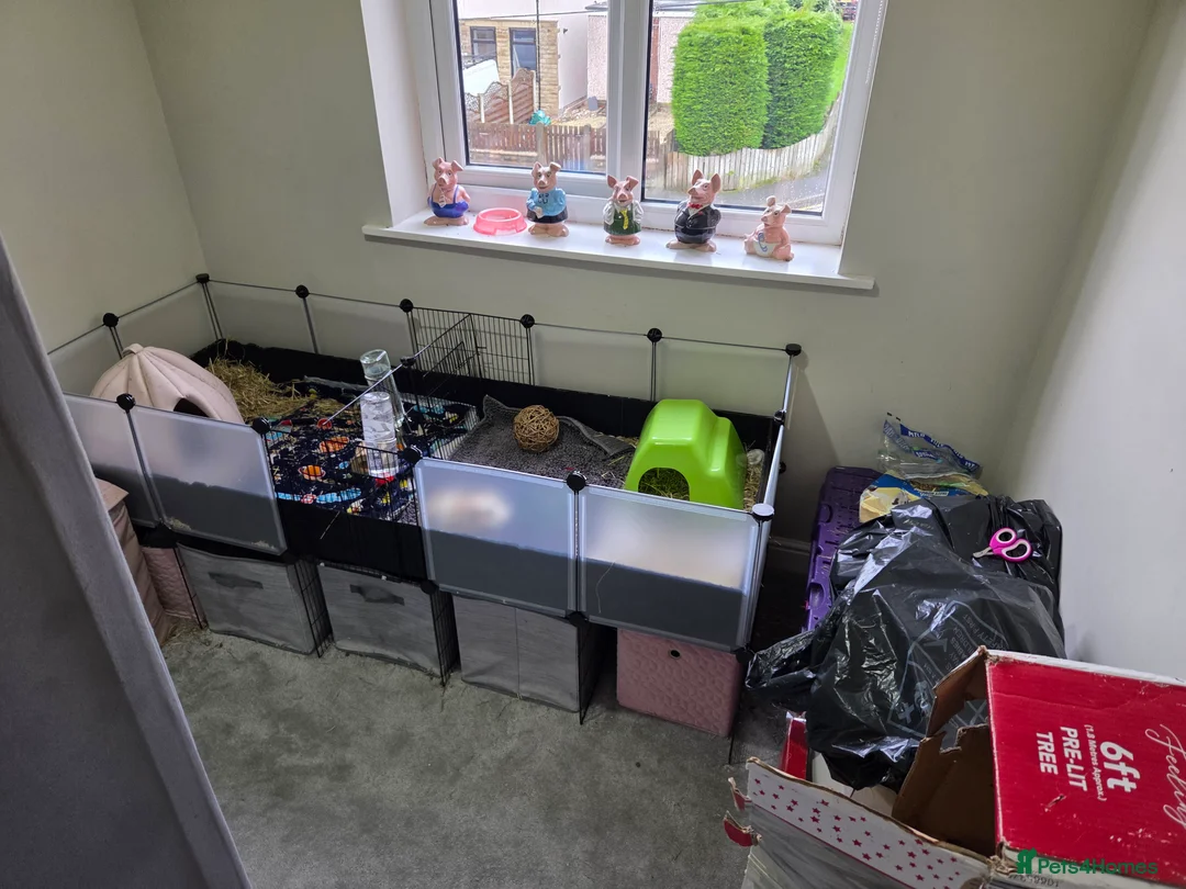 Guinea Pig rodents for sale: 2 Male guinea pigs  in Bradford - Advert 2