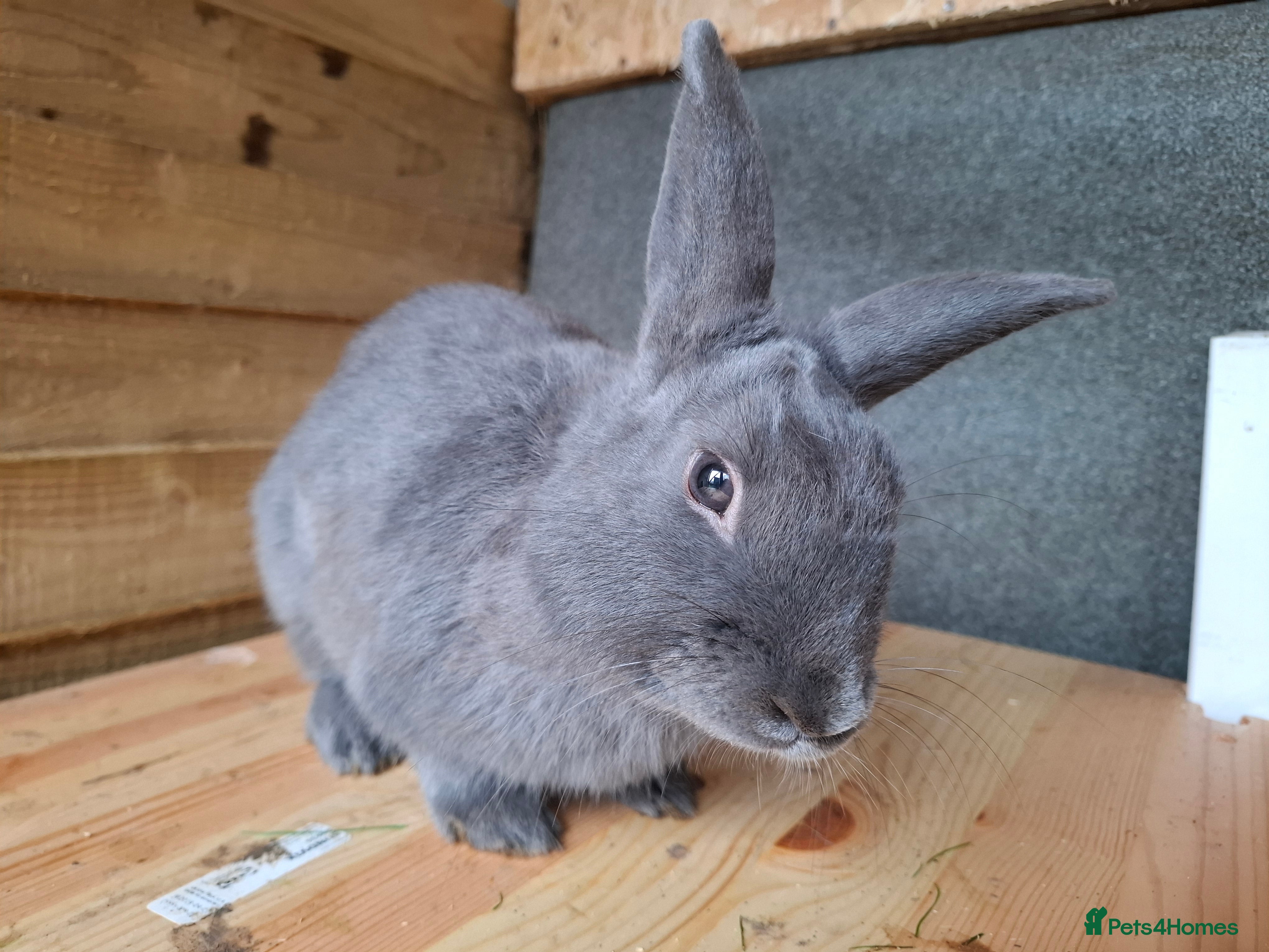 Havana rabbits 6 Month Old Male Rabbit – Active & Energetic in Epping - Advert 3
