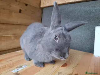 Havana rabbits 6 Month Old Male Rabbit – Active & Energetic in Epping - Advert 3