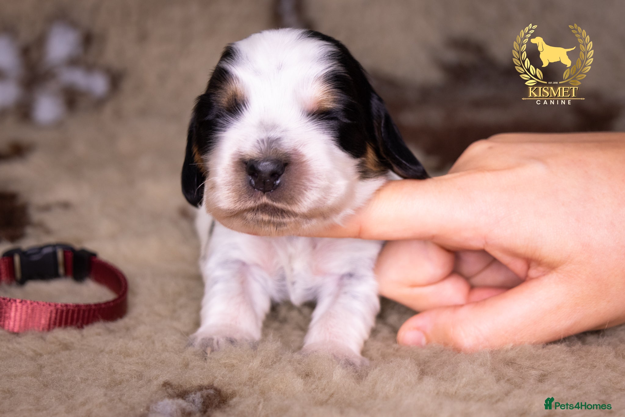Cocker Spaniel dogs TRUE TO TYPE SHOW COCKER SPANIELS - Advert 1