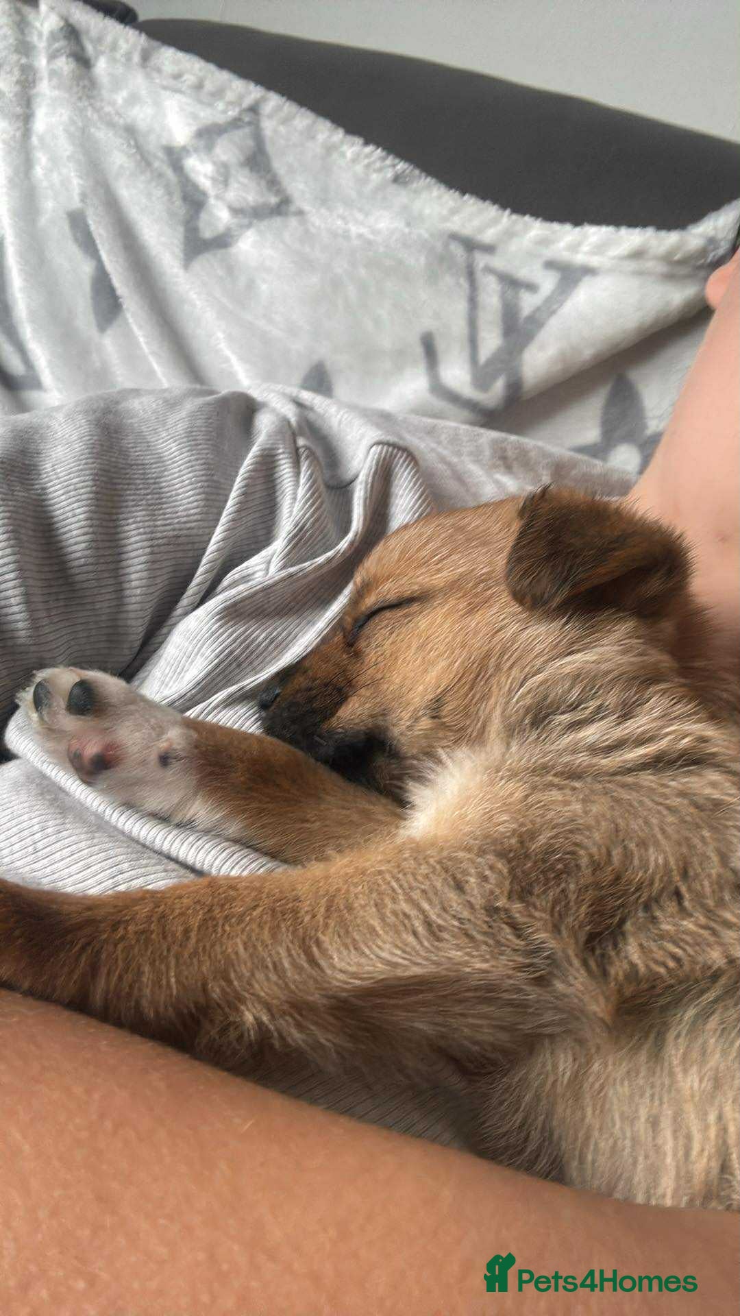 Mixed Breed dogs for sale: Special female puppy - Image 3