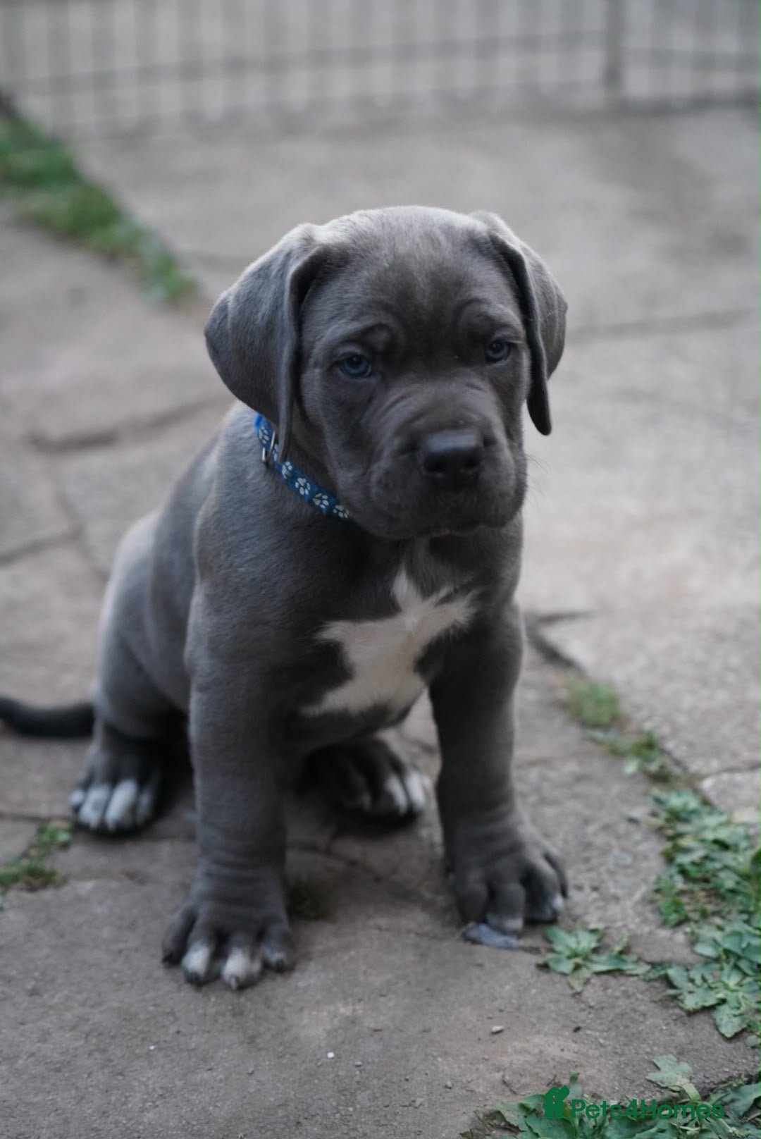 Cane Corso dogs 7 Blue Beautiful Cane Corso puppies 7 weeks old - Advert 7