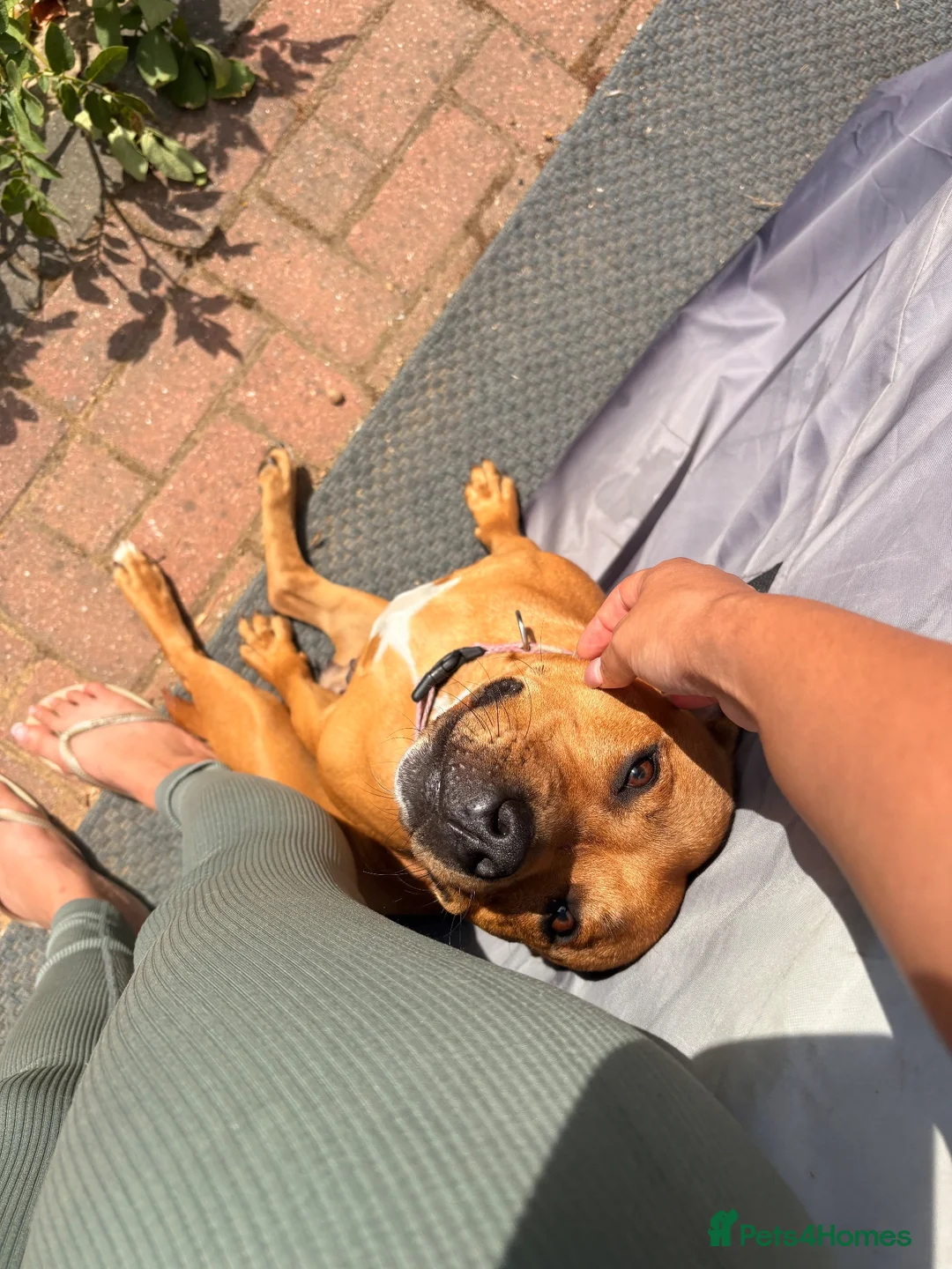 Staffordshire Bull Terrier dogs for sale: Nelly needs her forever family ❤️ - Advert 2