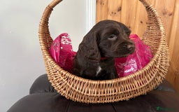 Cocker Spaniel dogs for sale: Final 2 pups in the Litter - Image 2