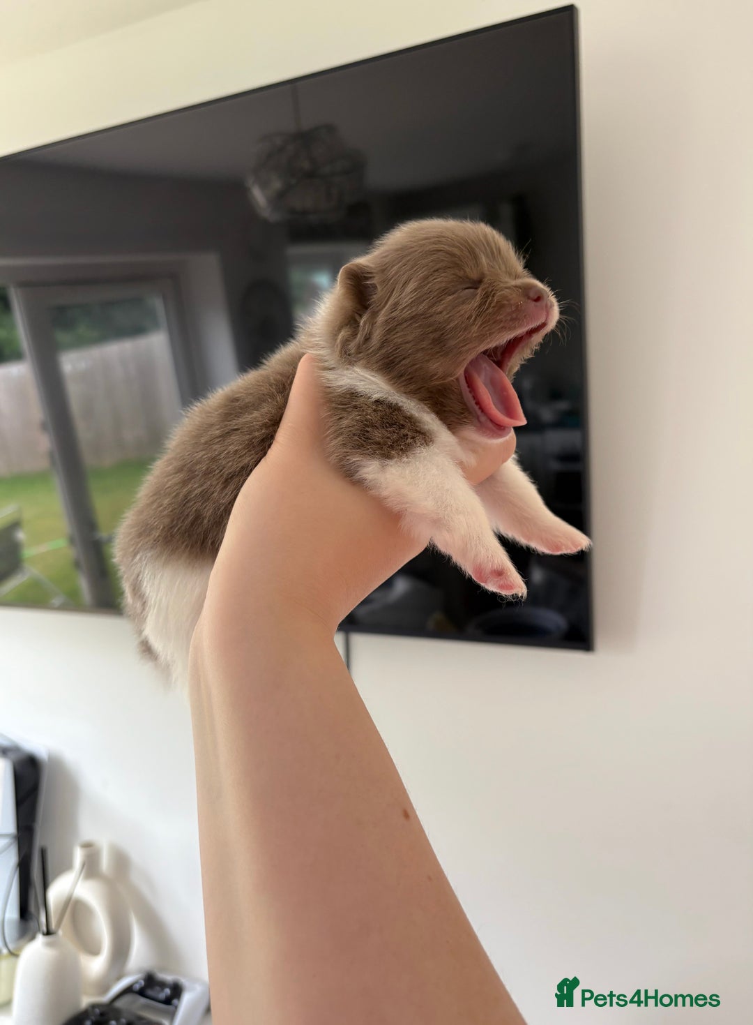 Pomeranian dogs for sale: ✨NEW LOWERED PRICE✨ Pomeranian puppies 🐶  - Image 23