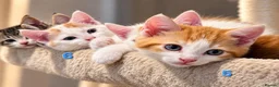 Mixed Breed cats for sale: 🐾 6 Adorable & Playful Kittens - 1 Girl & 5 Boys - Advert 14