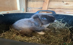 Mini Lop rabbits for sale: Beautiful natured, friendly mini lop  - Image 2