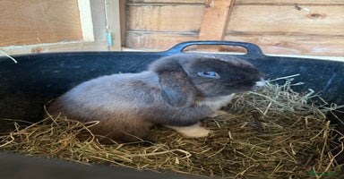 Mini Lop rabbits - Advert 2