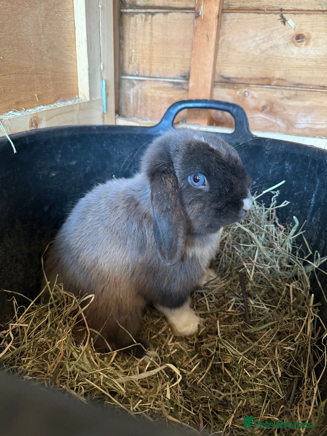Mini Lop rabbits for sale: Beautiful natured, friendly mini lop  - Image 2