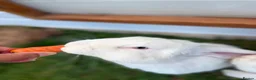 French Lop rabbits for sale: Blue-Eyed White French Lop Giant Rabbits for Sale - Advert 7
