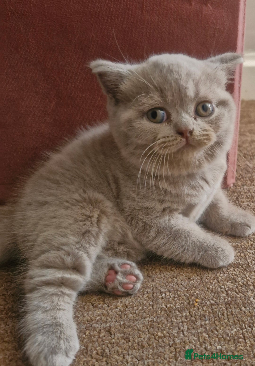 British Shorthair cats for sale: Beautiful BSH (2 Males & 2 Females, Blue & Lilac) - Image 22