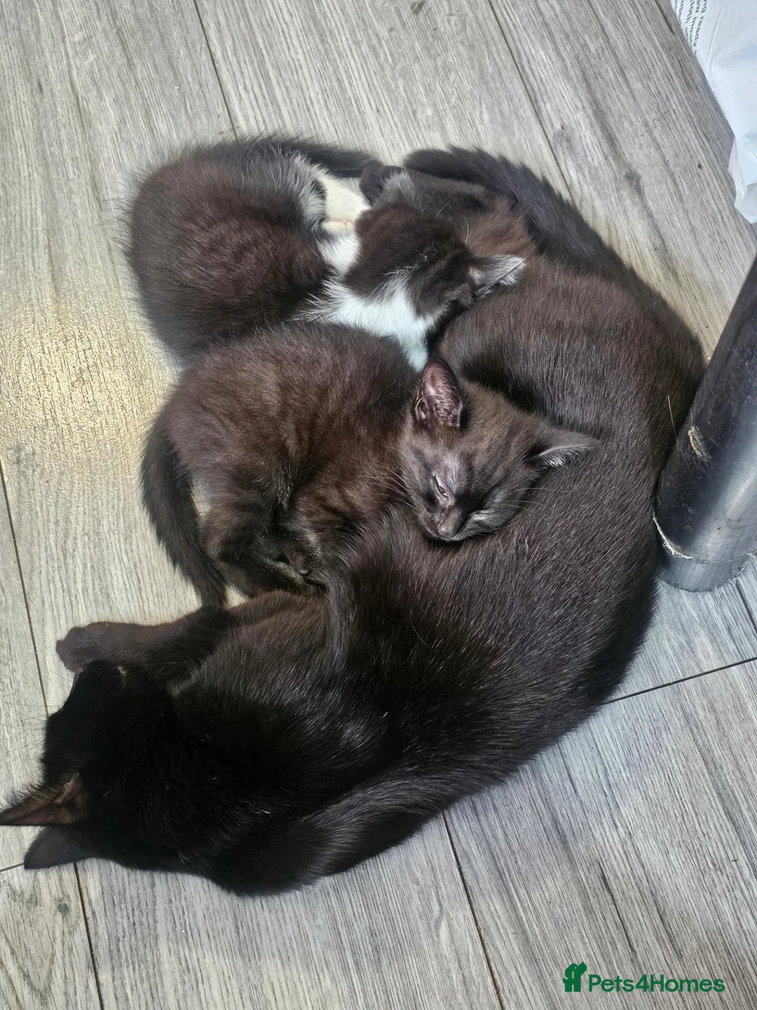 Mixed Breed cats for sale: 2 beautiful main coon mix  female kittens  - Advert 2