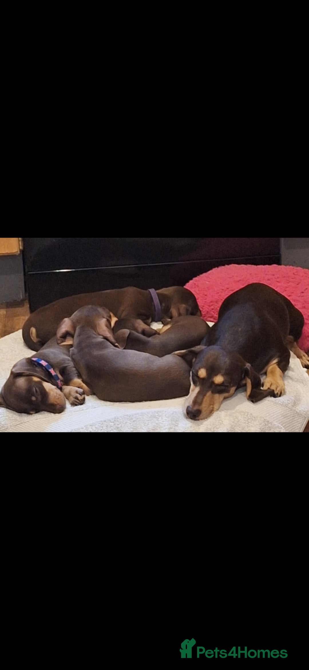 Dachshund dogs for sale: *Beautiful girl ready for her new home * - Image 3