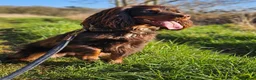 Cocker Spaniel dogs for sale: Gorgeous litter of Cocker Spaniel Puppies - Advert 3