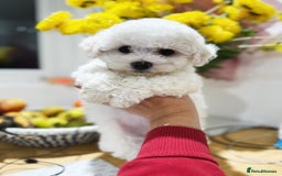 Bichon Frise dogs for sale: Irresistibly Cute Pedigree Bichon Frise Girl  - Image 2