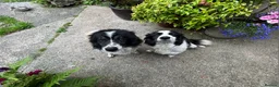Border Collie dogs for sale: Due to time wasters - Cute fluffy border collie - Advert 9