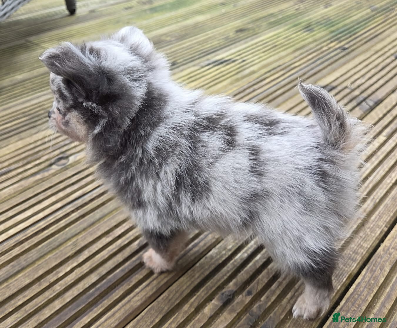 Pomchi dogs 3 Beautiful 3/4 pomeranian 1/4 chihuahua puppies,  - Advert 5