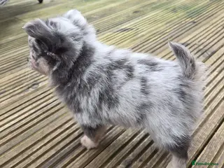 Pomchi dogs 3 Beautiful 3/4 pomeranian 1/4 chihuahua puppies, - Advert 5