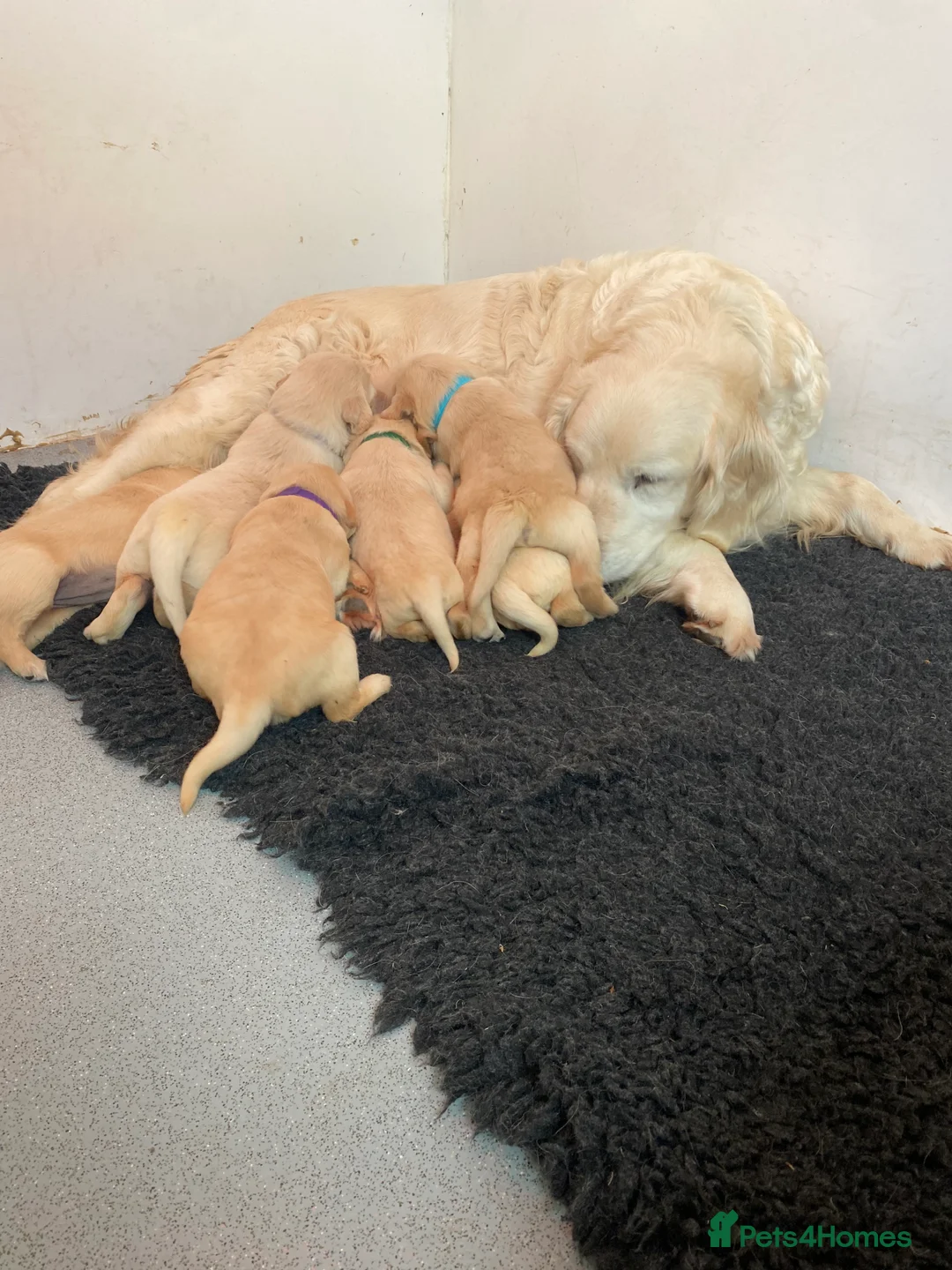 Golden Retriever dogs for sale: 💛🤍 5 Star ⭐️🐶 Golden Retriever Pups 🐶 🌟🤍💛 - Advert 15