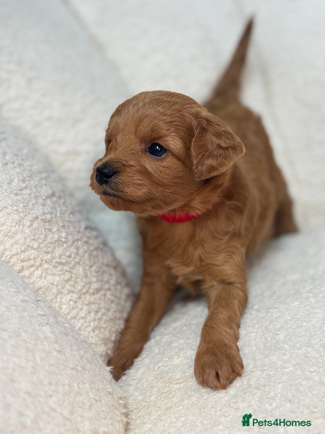 Goldendoodle dogs for sale: Red MINI Goldendoodle Puppies Hypoallergenic & DNA - Advert 4