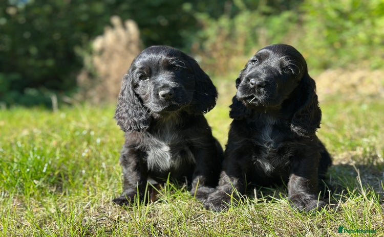 Cocker Spaniel dogs - Advert 6