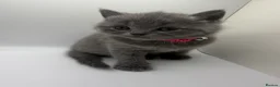 British Shorthair cats for sale: ❤️❤️❤️British shorthair kittens🐱🐱🐱 - Advert 14