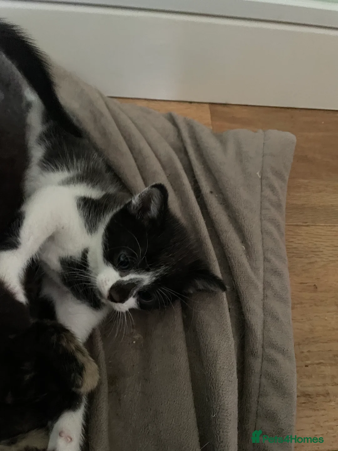 British Shorthair cats for sale: Kittens for sale - Advert 2