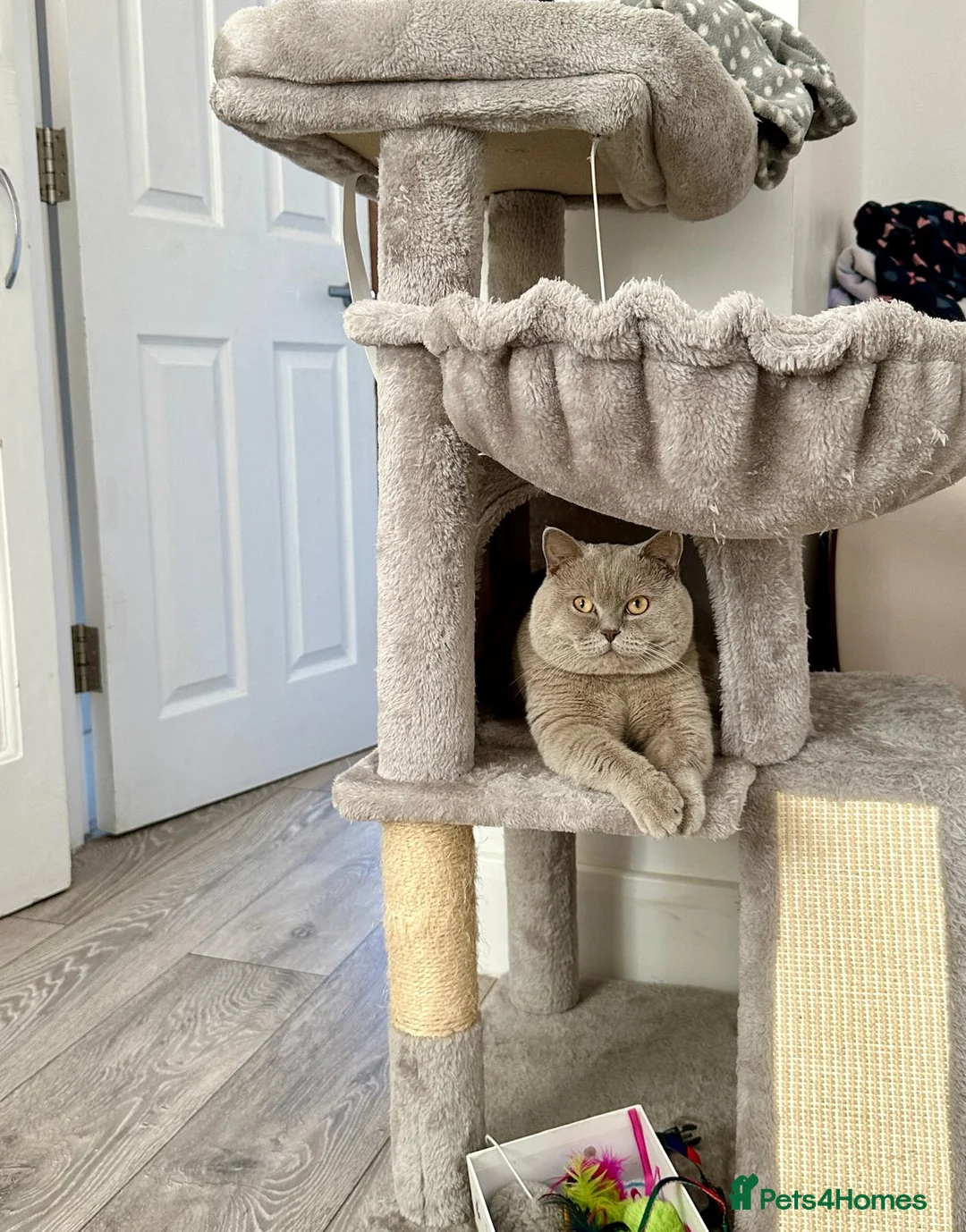 British Shorthair cats for sale: kitten british sort hair (blue) - Advert 8