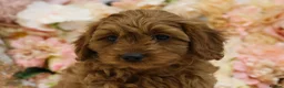 Cavapoo dogs for sale: *HEALTH TESTED* Cavapoo Puppies - Advert 17