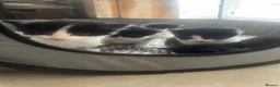 Domestic Shorthair cats for sale: Adorable tux kittens! - Advert 8