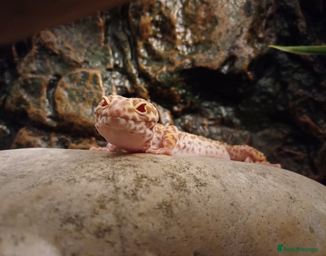 Leopard Gecko reptiles for sale: Female Leopard Gecko RESERVED - Advert 5