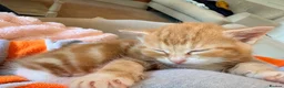 Mixed Breed cats for sale: Beautiful Ginger Kittens  - Advert 7
