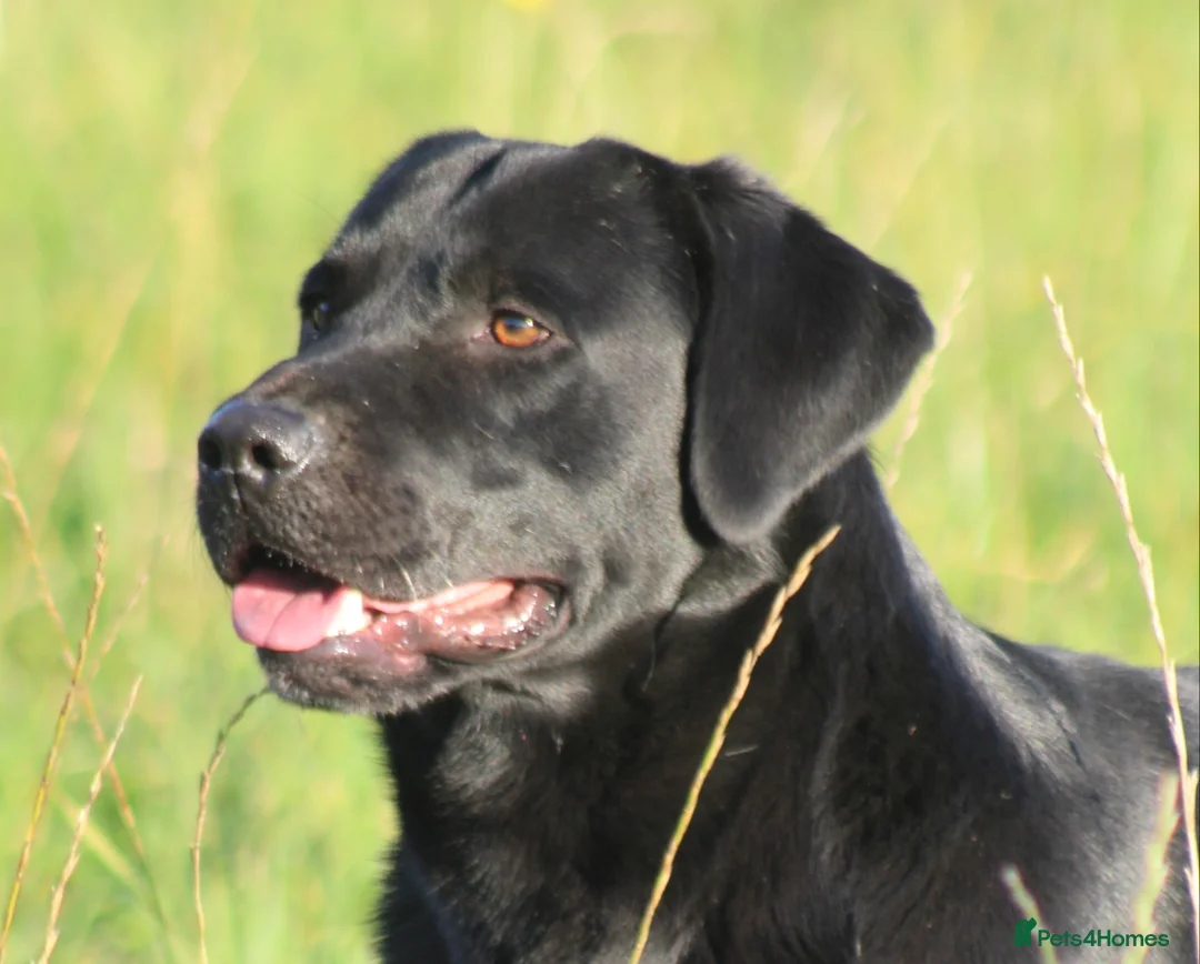 Labrador Retriever dogs for stud: 0/0 Hips and Elbows Black Labrador Stud in Totnes - Advert 4