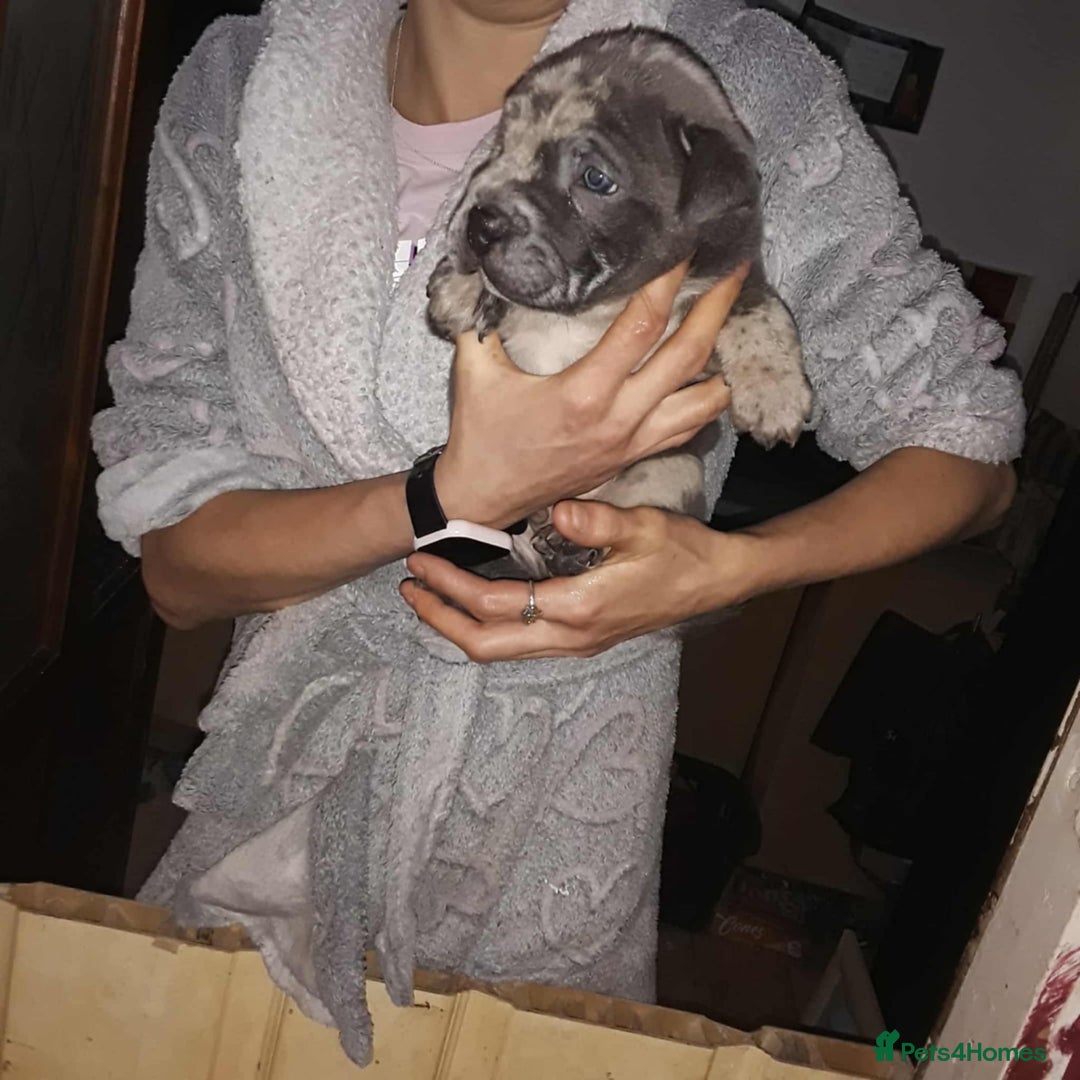 Mixed Breed dogs for sale: Bull-pei puppies - Advert 4