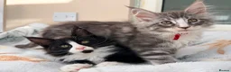 Maine Coon cats for sale: 1 Beautiful pedigree FEMALE Maine Coon kitten - Advert 9