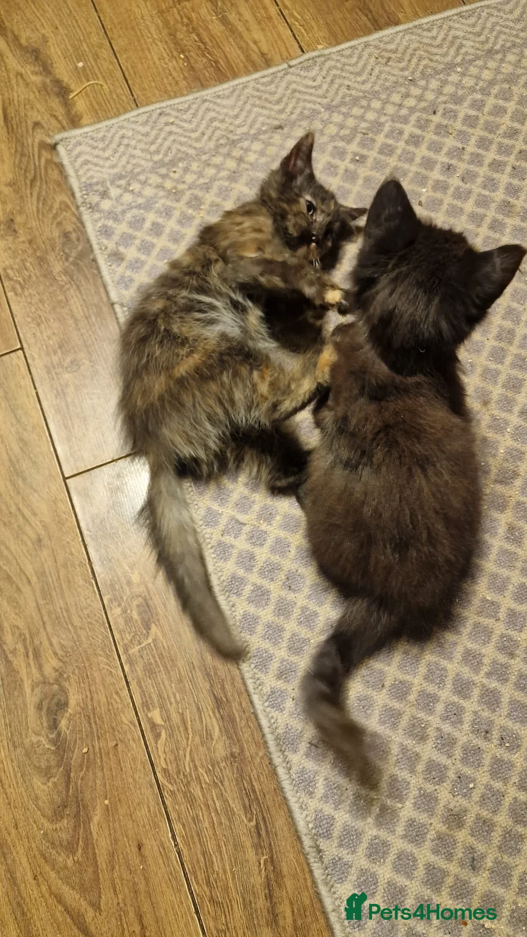 Mixed Breed cats for sale: Kittens for sale - Advert 12