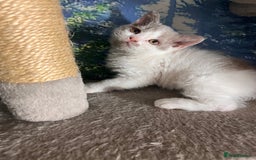 Selkirk Rex cats for sale: Gorgeous Selkirk Rex kittens - Image 15
