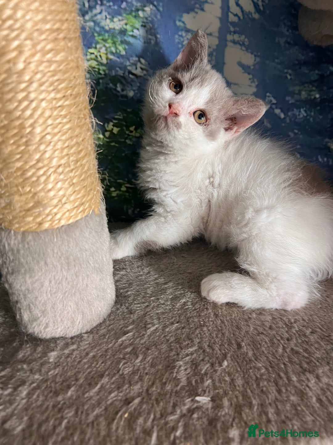 Selkirk Rex cats for sale: Gorgeous Selkirk Rex kittens - Image 15