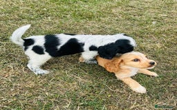 Cocker Spaniel dogs for sale: Cocker Spaniel Puppies  - Image 8